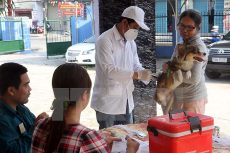 Tiêm vắcxin phòng ngừa bệnh dại cho chó.